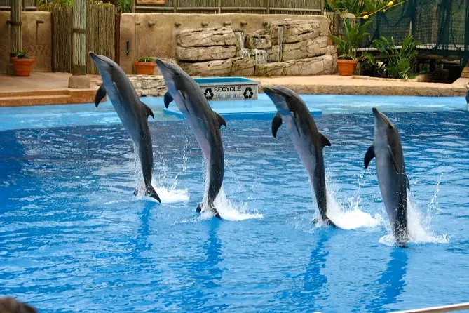 Dolphin show Activity
